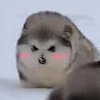 Avatar of sana