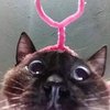 Avatar of luvjoah