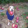Avatar of Dog WTF