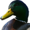 Avatar of TheTrueDuck