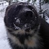 Avatar of Furbearer Project (ACA, ATA)