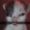 Avatar of fqngedreality