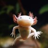 Avatar of LukBluSpery