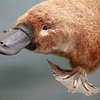 Avatar of platypusking