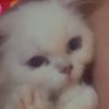 Avatar of WhyisSelena