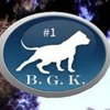 Avatar of Big Gemini Kennels