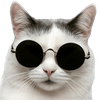 Avatar of Rubee