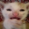 Avatar of goobgoober