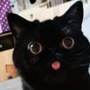 Avatar of Kinglol44