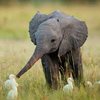 Avatar of ellyphant