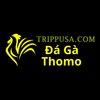 Avatar of Đá Gà Trực Tiếp Thomo