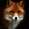 Avatar of Redfox