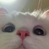 Avatar of jaydensapra3