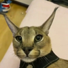 Avatar of Justfedya