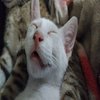Avatar of Um ser humano com a foto do meu gato
