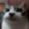 Avatar of maliciouscatus