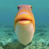 Avatar of 🐠MrFish010🐠