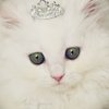 Avatar of Royalkittycat