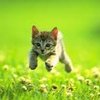Avatar of RunningCat