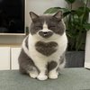 Avatar of purrmeowmeong
