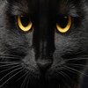 Avatar of black7cat