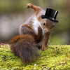 Avatar of RegularSquirrel