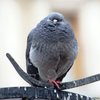 Avatar of bogdan010716