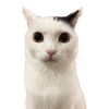 Avatar of mandyscandy134