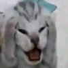 Avatar of BugA16