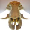 Avatar of Dmimi