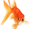 Avatar of Tuna