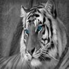 Avatar of Savannah