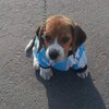 Avatar of santy224li