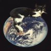 Avatar of perropunk