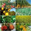 Avatar of OrganicAgricultureTips