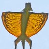 Avatar of Hamparamp