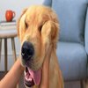 Avatar of kevowthedawg