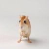 Avatar of Gerbil