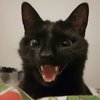 Avatar of blinkblinkio