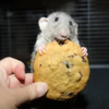 Avatar of Lindinky