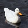 Avatar of afu6960