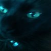 Avatar of cobewb