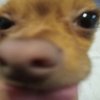 Avatar of MogusReal