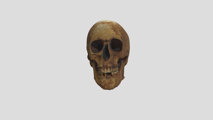 craneo_bio 3D Model