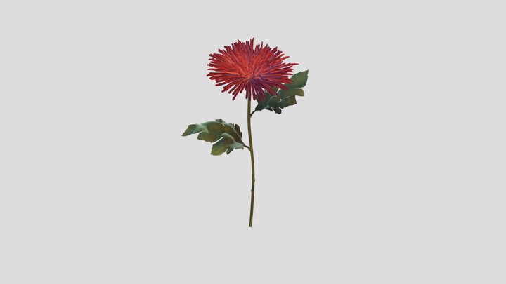Spider Chrysanthemum Daisy 3D Model