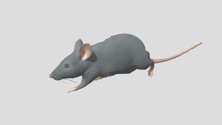 Rat (Animated) 3D Model