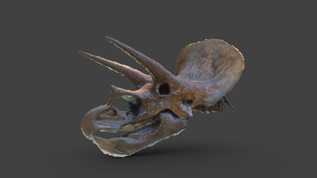 Triceratops Skull