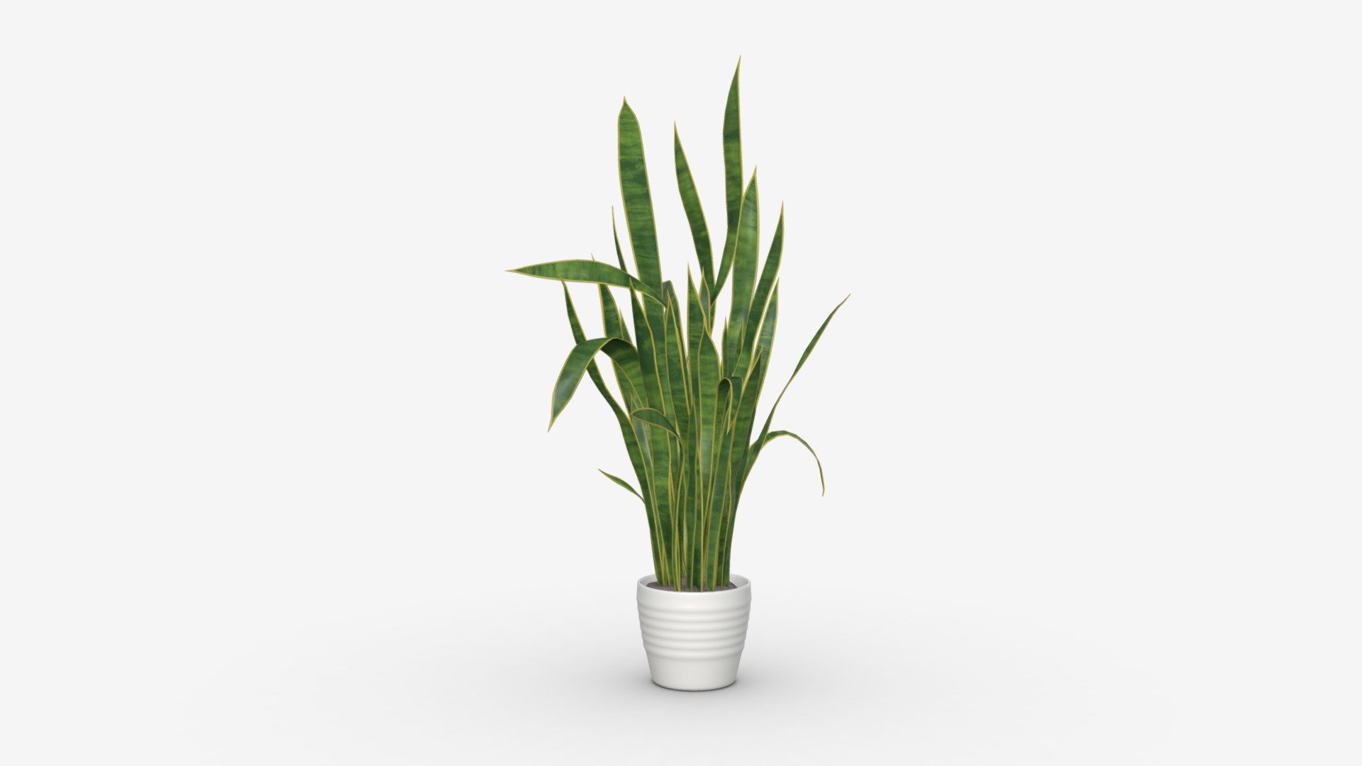 Snake plant Dracaena trifasciata 01 - Buy Royalty Free 3D model by ...