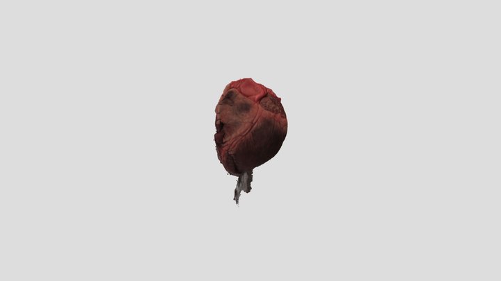 Pig Heart - 4A 3D Model