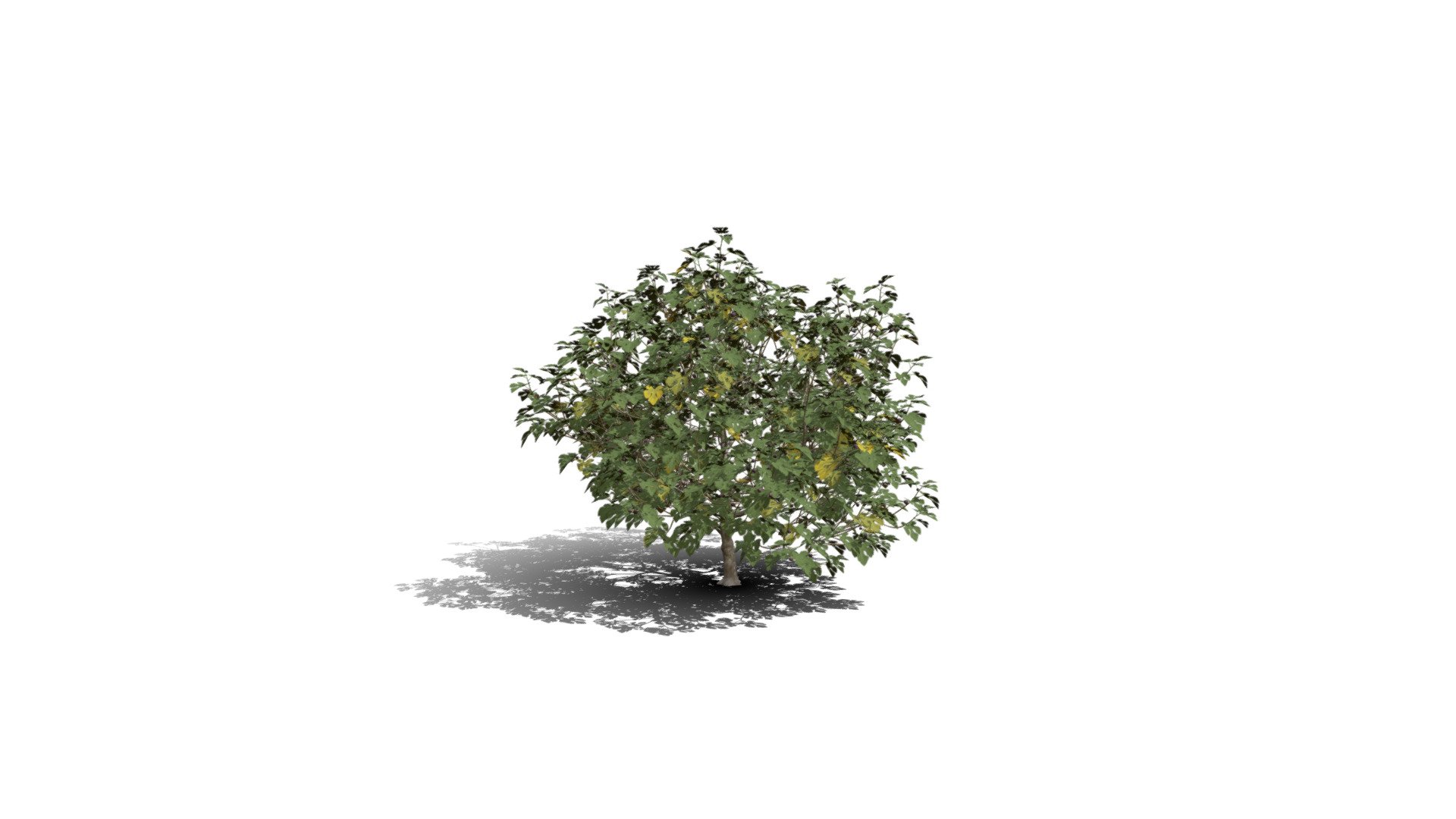 Realistic HD Common fig tree (13/30) - Download Free 3D model by ...